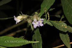 Strobilanthes aurita